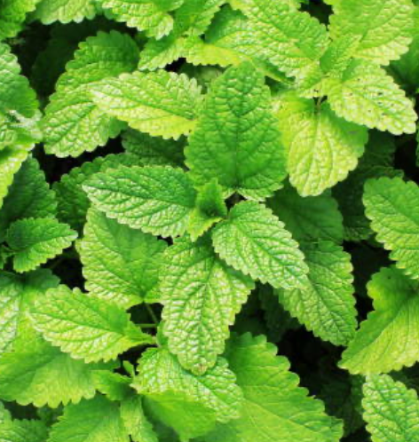 Peppermint Oil