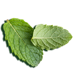 Peppermint oil leaves