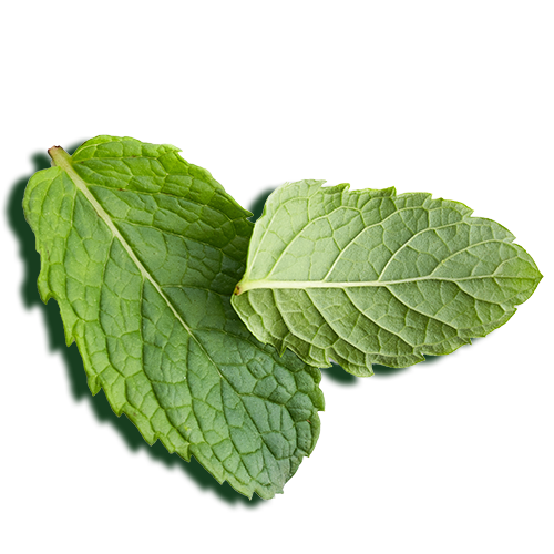 Peppermint oil leaves