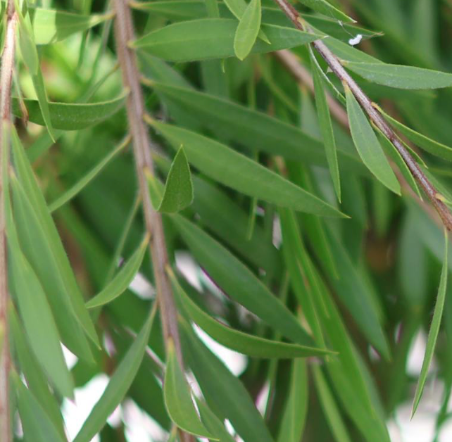 Tea Tree Oil